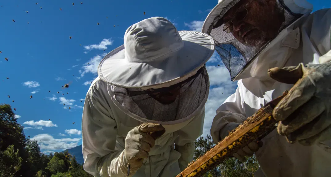 Apicultura